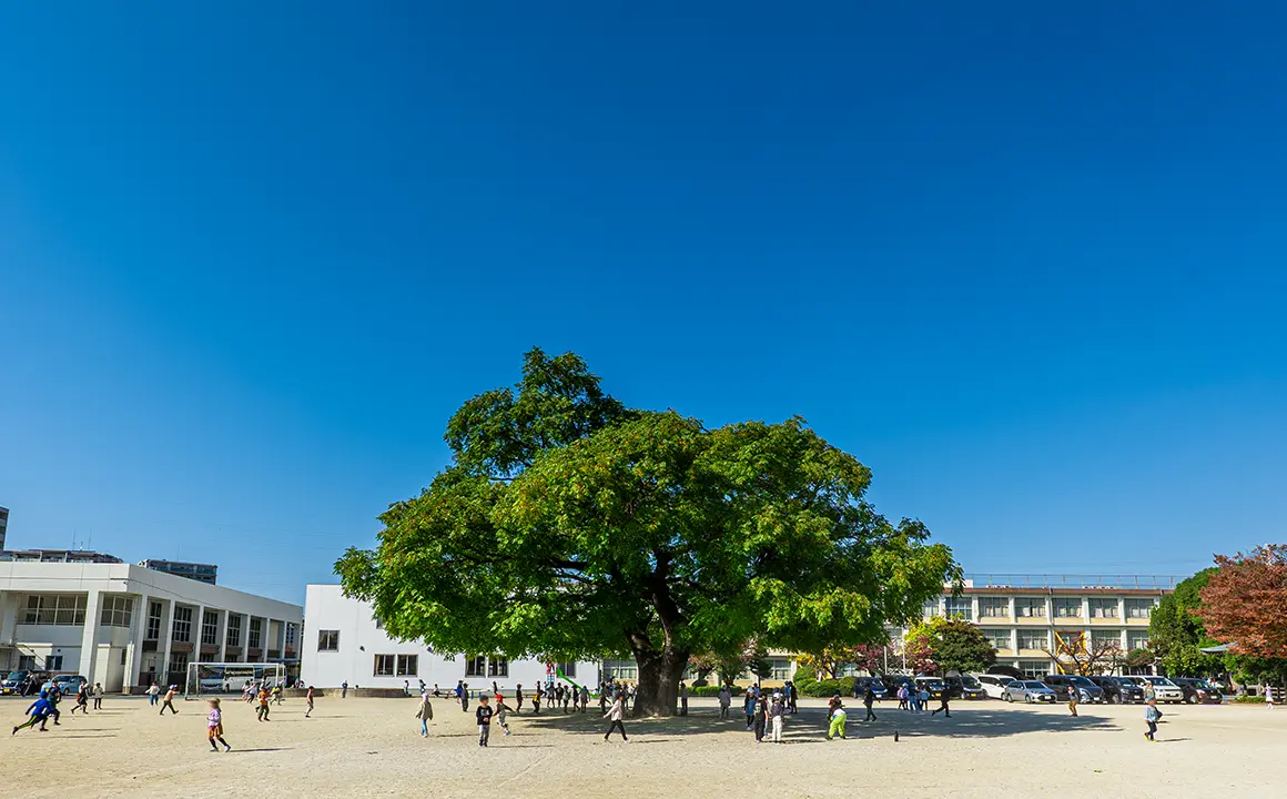 せんだんの木（大野小学校運動場）