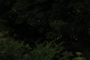 【5月28日～6月10日】ホタル見物会場を開設します！